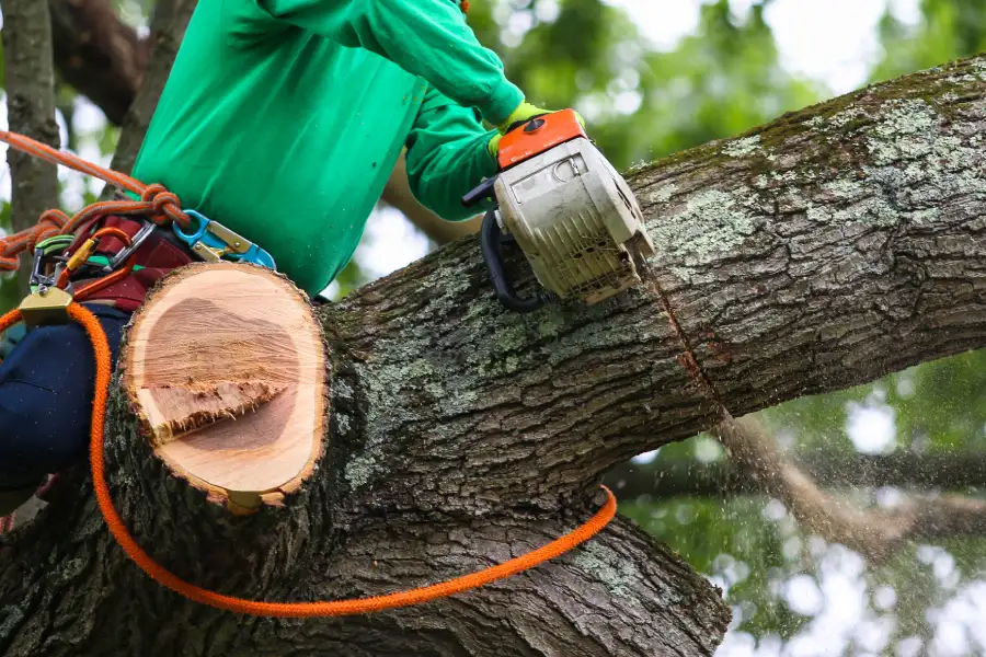 Excellent Tree Trimming Lewisville, TX Excellent Tree Trimming Lewisville, TX
