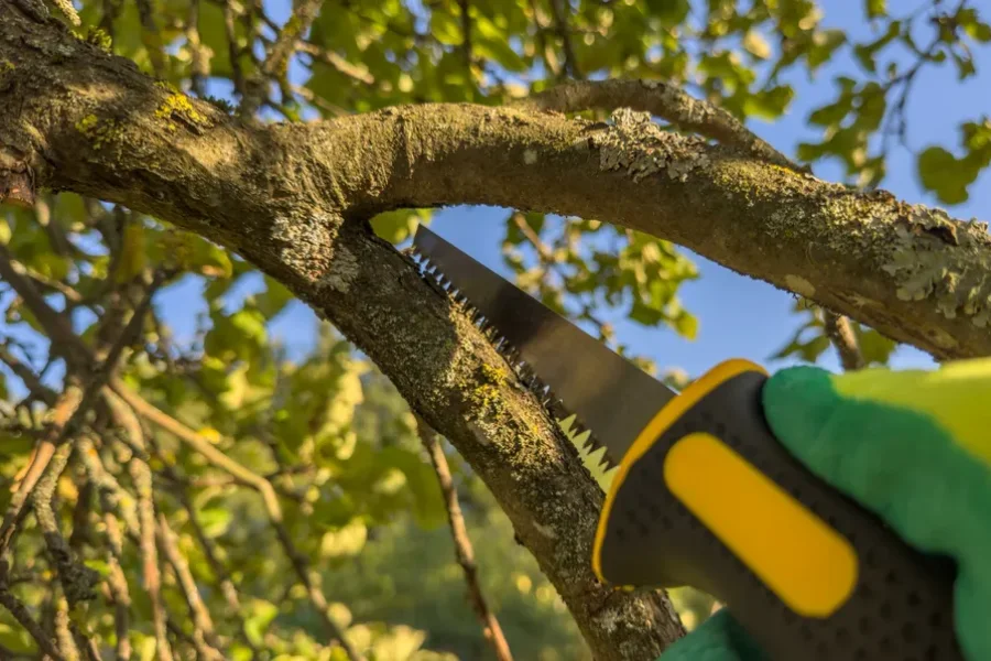 Expert Tree Trimming Lewisville, TX Expert Tree Trimming Lewisville, TX