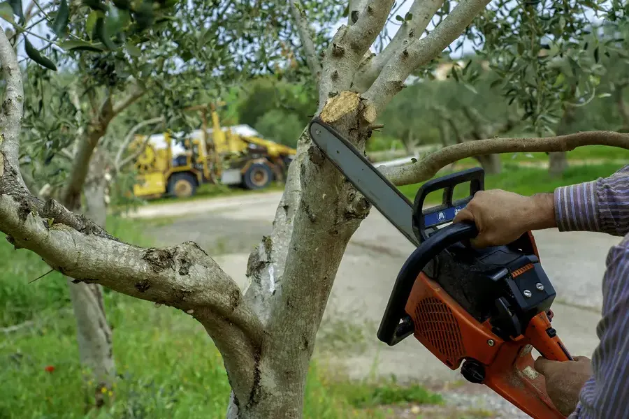 How Tree Trimming Promotes Healthy Growth And Longevity Lewisville, TX