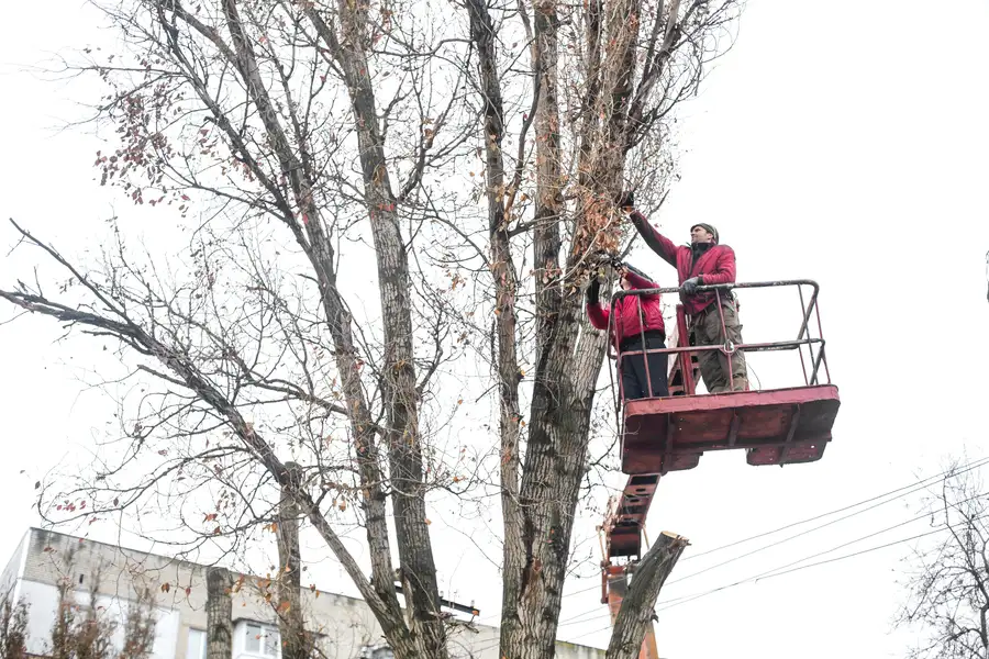 How Tree Trimming Promotes Healthy Growth And Longevity in Lewisville, TX