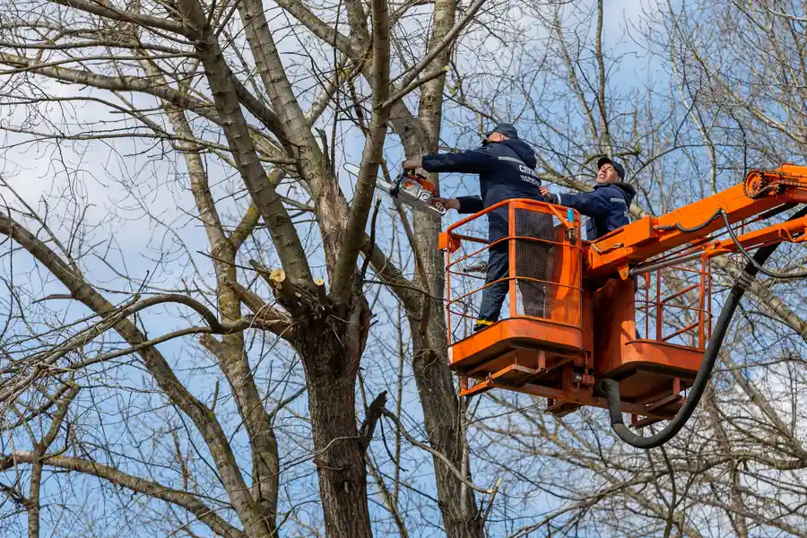 Premium Tree Removal Service Lewisville, TX Premium Tree Removal Service Lewisville, TX