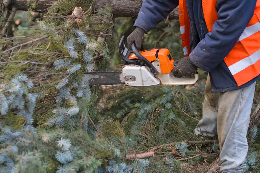 Professional Tree Removal Service Lewisville, TX Professional Tree Removal Service Lewisville, TX