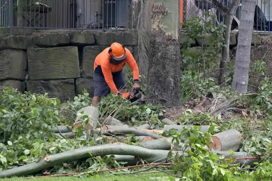 Reliable Tree Removal Service Lewisville, TX Reliable Tree Removal Service Lewisville, TX