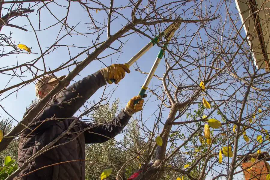 The Benefits Of Regular Tree Trimming For Safety Lewisville, TX