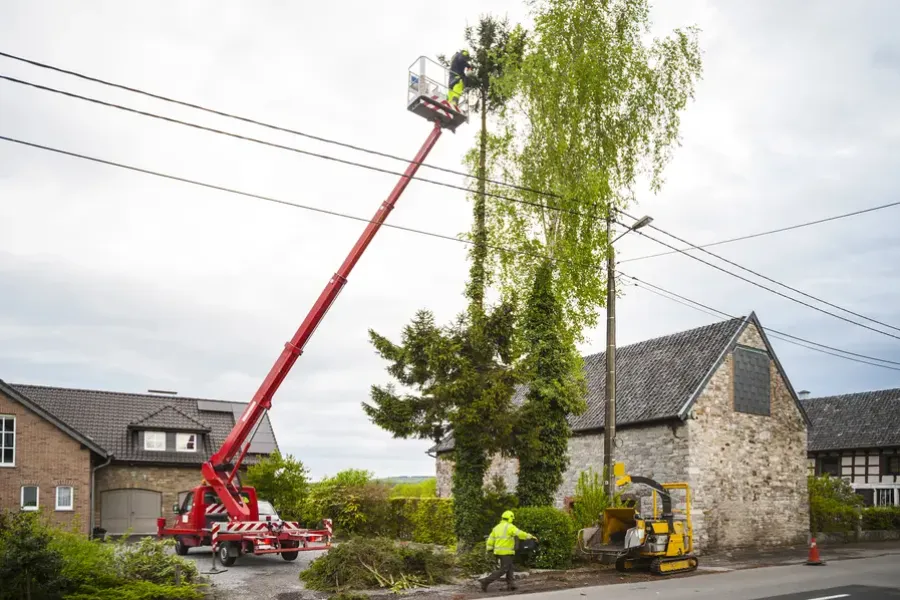 The Benefits Of Regular Tree Trimming For Safety in Lewisville, TX
