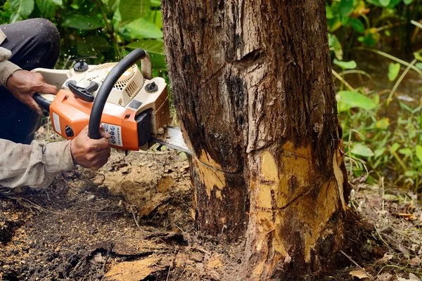 Tree Removal Service