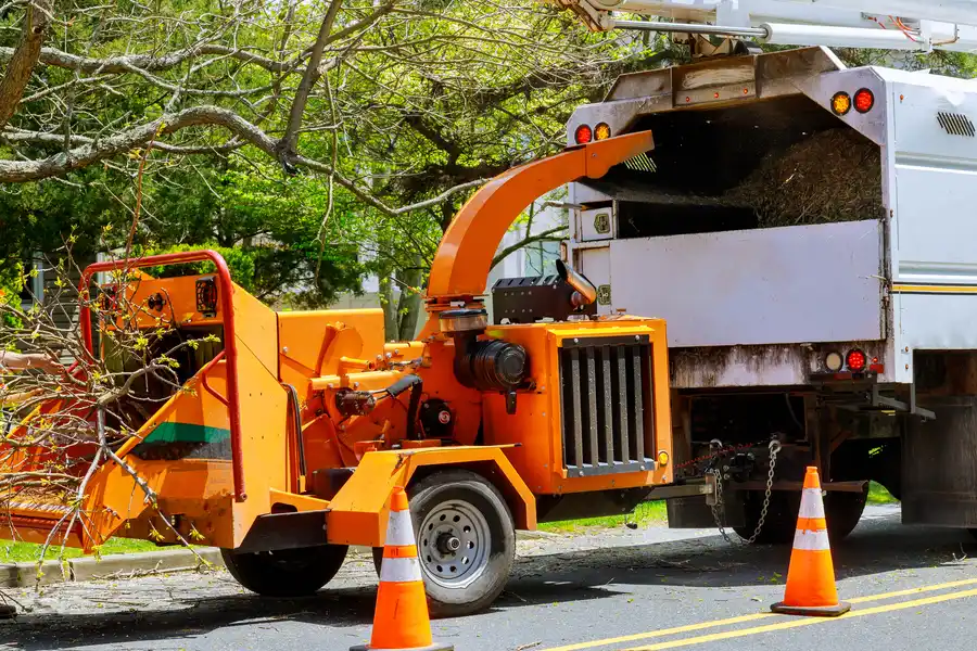 Understanding The Risks Of Delaying Tree Removal Lewisville, TX