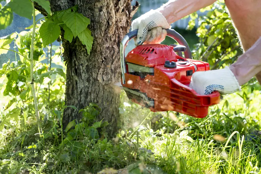 Understanding The Risks Of Delaying Tree Removal in Lewisville, TX