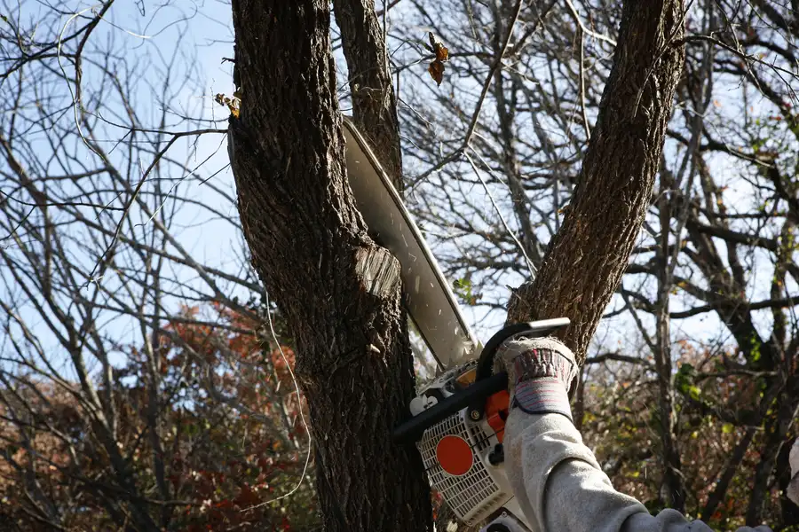 What To Expect During A Professional Tree Removal Service Lewisville, TX
