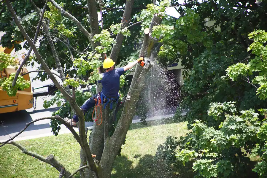What To Expect During A Professional Tree Removal Service in Lewisville, TX